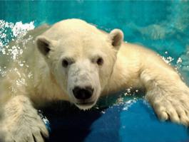 Harbin Polarland Polar Bear